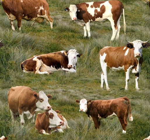 Cattle-Herefords